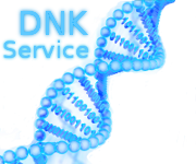 Компьютерный сервис DNK
